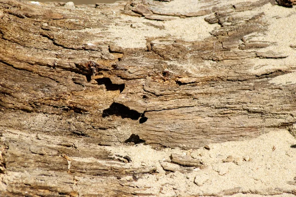 Textur eines alten Baumes — Stockfoto