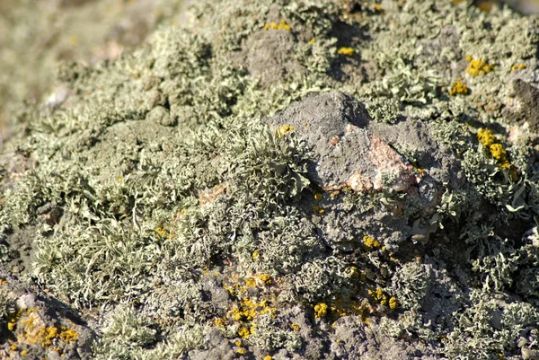 Moss y liquen en una piedra —  Fotos de Stock