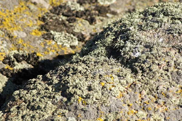Mousse et lichen sur une pierre — Photo