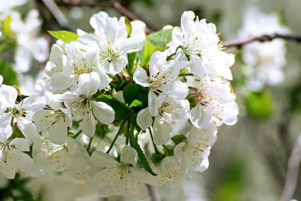 Třešňové květy. jaro — Stock fotografie