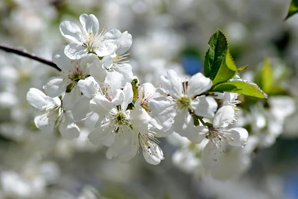 Cherry blossoms. Spring — Stock Photo, Image