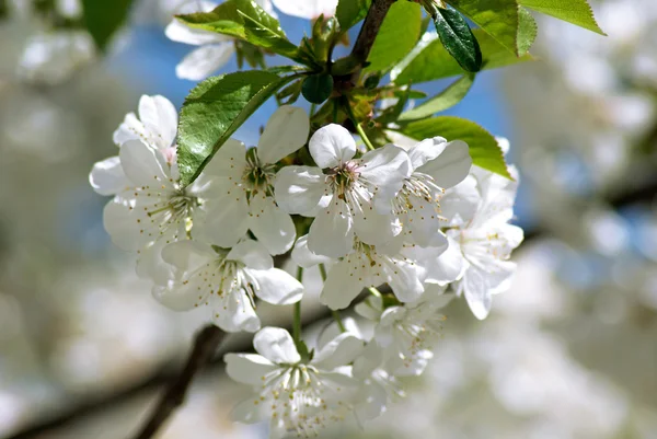 Cherry blossoms. Spring — Stock Photo, Image