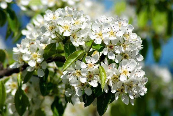 Blossoming Pear. Spring — Stock Photo, Image