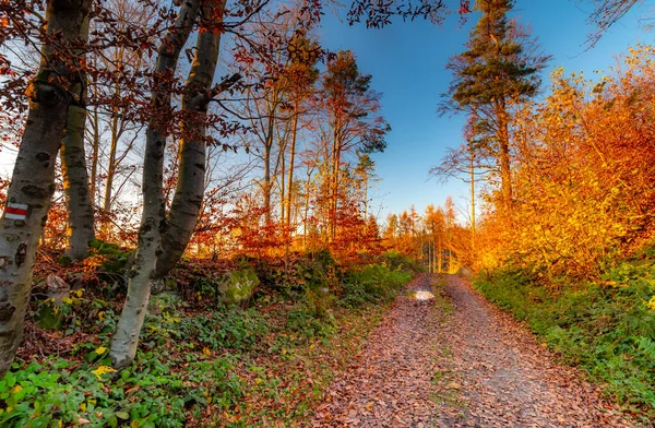 Autumn fall forest. Colorful nature scene, soft sunlight colors. Path in the forest during sunset.