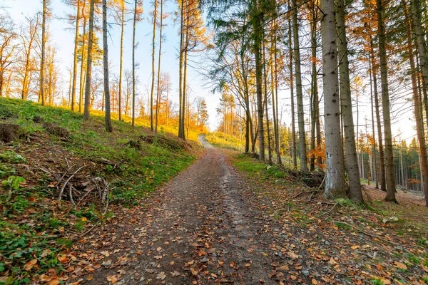 Autumn fall forest. Colorful nature scene, soft sunlight colors. Path in the forest during sunset.