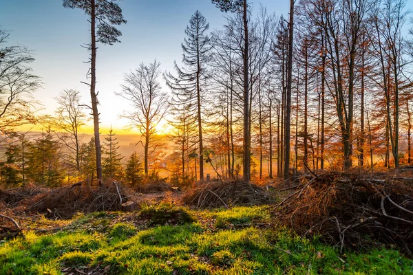 Fallen trees and lumber timber in autumn forest during beautiful sunset. Wood resource prepared for transport to lumber mill. Fresh and vibrant colors of nature.