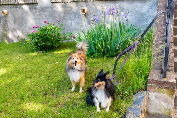 Deux Chiens Berger Des Shetland Sont Debout Dans Jardin Devant — Photo