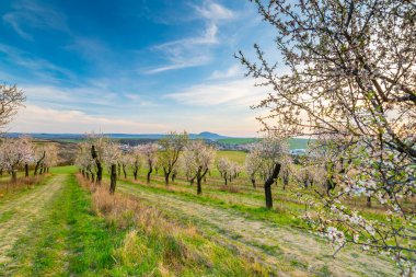 Hustopece şehrinin yakınındaki Badem Ağacı Bahçesi çiçek açmış. Palava tepeleri yakınlarındaki manzara, güney Moravya bölgesi. Gün batımında güzel bir bahar havası.