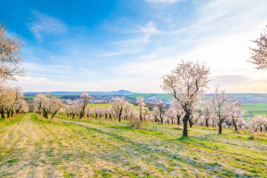 Hustopece şehrinin yakınındaki Badem Ağacı Bahçesi çiçek açmış. Palava tepeleri yakınlarındaki manzara, güney Moravya bölgesi. Gün batımında güzel bir bahar havası.