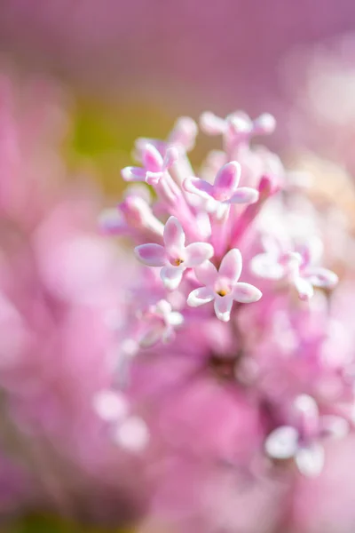 Gros Plan Sur Les Belles Fleurs Violettes Roses Petite Plante — Photo