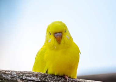 Budgerigar kuşu (Latince adı Melopsittacus undulatus). Çoklu renkli kuş ünlü bir hayvandır..