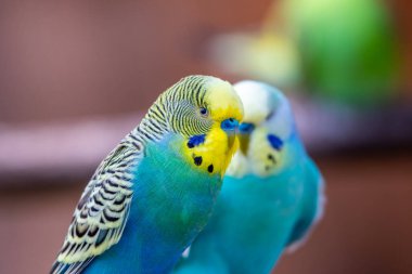 Budgerigar kuşu (Latince adı Melopsittacus undulatus). Çoklu renkli kuş ünlü bir hayvandır..