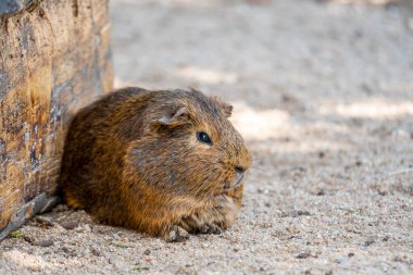 Gine domuzu (Latince adı Cavia aperea F. porcellus) küçük bir evin yakınında dinleniyor.