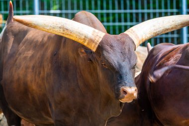 Ankole sığırları (Latince adı Bos primigenius f. taurus) watusi hayvanı.
