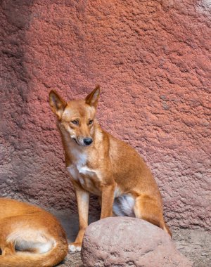 Dingo köpeği (Latince adı Canis lupus dingo) yerde dinleniyor.