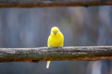 Budgerigar kuşu (Latince adı Melopsittacus undulatus). Çoklu renkli kuş ünlü bir hayvandır..