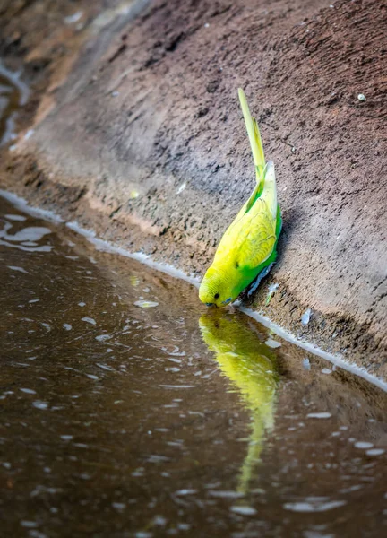 Budgerigar Kuşu Latince Adı Melopsittacus Undulatus Çoklu Renkli Kuş Ünlü — Stok fotoğraf