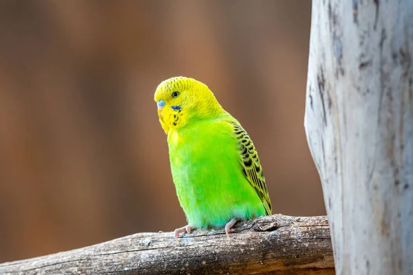 Budgerigar Kuşu Latince Adı Melopsittacus Undulatus Çoklu Renkli Kuş Ünlü — Stok fotoğraf