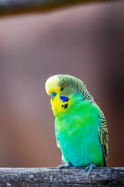 Budgerigar Kuşu Latince Adı Melopsittacus Undulatus Çoklu Renkli Kuş Ünlü — Stok fotoğraf