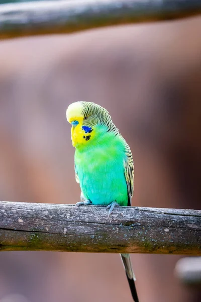 Budgerigar Bird Латинское Название Melopsittacus Undulatus Многоцветная Птица Знаменитый Питомец — стоковое фото