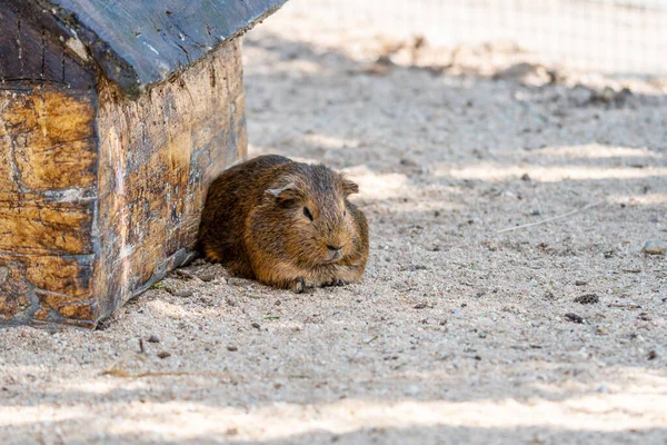 Морская Свинка Латинское Название Cavia Aperea Porcellus Отдыхает Возле Маленького — стоковое фото