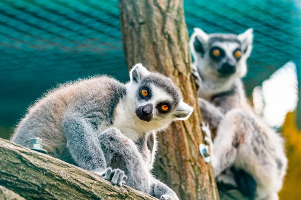 Lemur Catta Djur Detalj Huvudet Däggdjur Som Naturligt Lever Madagaskar — Stockfoto