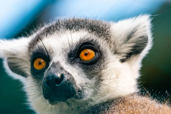 Lemur Catta Djur Detalj Huvudet Däggdjur Som Naturligt Lever Madagaskar — Stockfoto