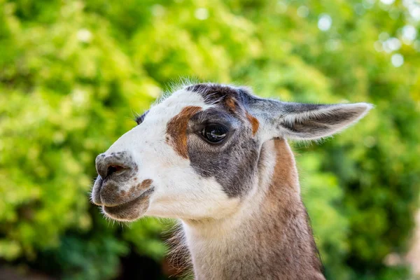 Lama Animal Nom Latin Lama Guanicoe Glama Détail Tête Animal — Photo