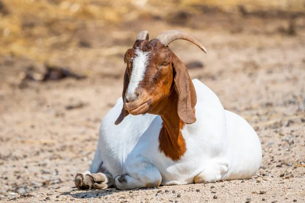 Boer Chèvre Nom Latin Capra Hircus Dort Sol Concept Agriculture — Photo