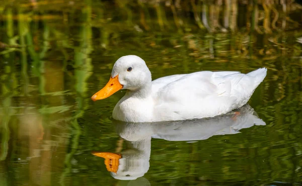 Su birikintisinde beyaz ördek (Latince adı Anas platyrhynchos).