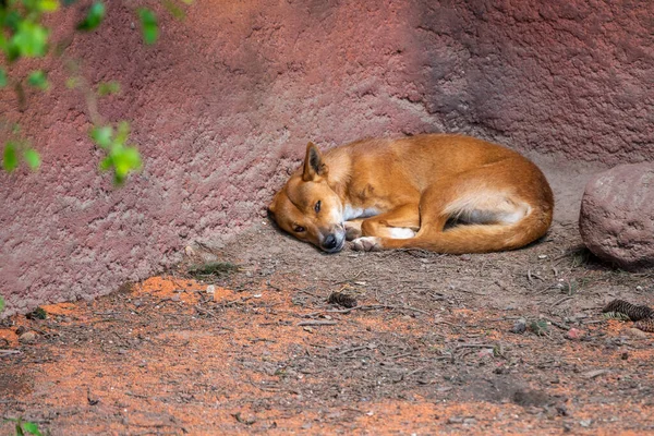 Dingo Chien Nom Latin Canis Lupus Dingo Repose Sol — Photo