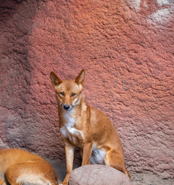 Dingo Perro Nombre Latino Canis Lupus Dingo Está Descansando Suelo — Foto de Stock