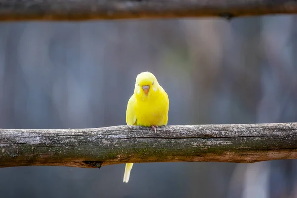 Budgerigar Bird Nombre Latino Melopsittacus Undulatus Pájaro Varios Colores Famosa — Foto de Stock