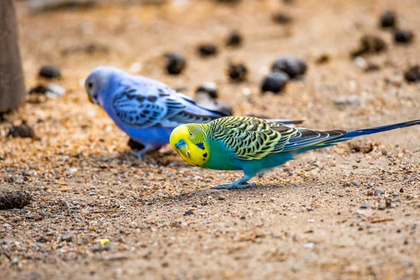 Budgerigar Bird Nombre Latino Melopsittacus Undulatus Pájaro Varios Colores Famosa — Foto de Stock