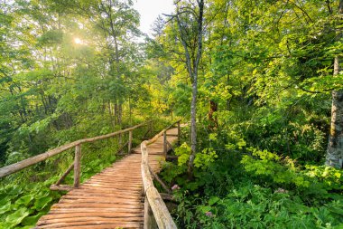 Plitvice göllerinde tahta turist yolu. Derin orman, yumuşak ışık.