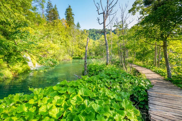 Houten Wandelpad Bij Nationaal Park Plitvice Kroatië Pathway Het Bos — Stockfoto