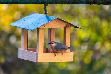 Avrasya tımarhanesi (Sitta europaea) ile küçük bir eve benzeyen kuş besleyicisi, yumuşak bir sonbahar renklerinde arka planda yer alan ayçiçeği çekirdeklerini yer..