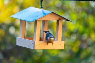 Avrasya tımarhanesi (Sitta europaea) ile küçük bir eve benzeyen kuş besleyicisi, yumuşak bir sonbahar renklerinde arka planda yer alan ayçiçeği çekirdeklerini yer..