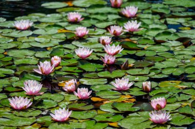Durgun sulara yansıyan pembe nilüferlerin (Nymphaea) olduğu bir gölet manzarası, doğal su manzarasının dingin güzelliğini ve narin renklerini yakalıyor..