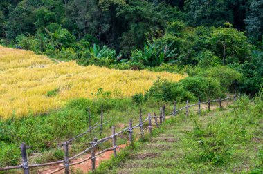Doi Inthanon Tayland 'daki Pha Dok Siew yolu boyunca tropikal yağmur ormanlarıyla çevrili pirinç terasları. Dağ vadisinde geleneksel tarımı gösteren manzaralı tarım manzarası.