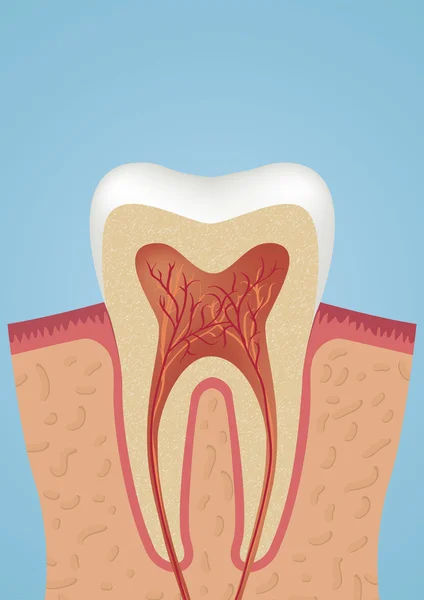 Icône dent sheme — Image vectorielle