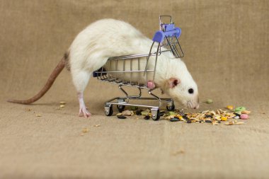 Yemek arabalı sıçan.