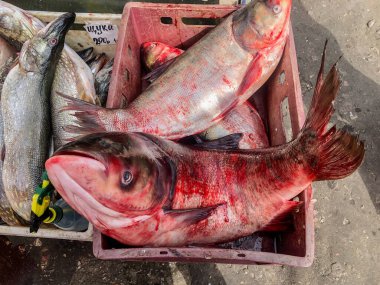 Piyasada taze gümüş sazan balığı
