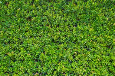 Doğal dikey bahçede arka plan olarak süslemeli bitkiler