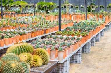 Bahçede çeşitli renklerde kaktüsler sergilenir.