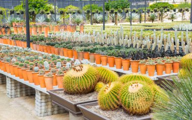 Bahçede çeşitli renklerde kaktüsler sergilenir.
