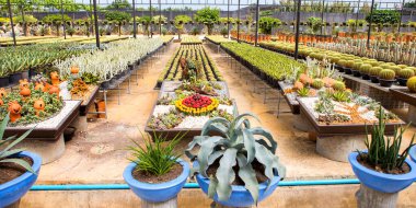 Bahçede çeşitli renklerde kaktüsler sergilenir.