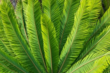 Yeşil arkaplan deseni için bahçe döngüsü yaprağı düzenleme