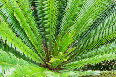 Yeşil arkaplan deseni için bahçe döngüsü yaprağı düzenleme
