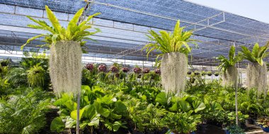 Bahçede asılı eğreltiotu bitkileri doğal arka planda.